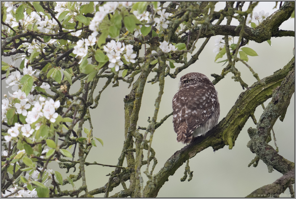 Mitte April... Steinkauz *Athene Noctua* bei leichtem Nebel in einem blühenden Birnbaum