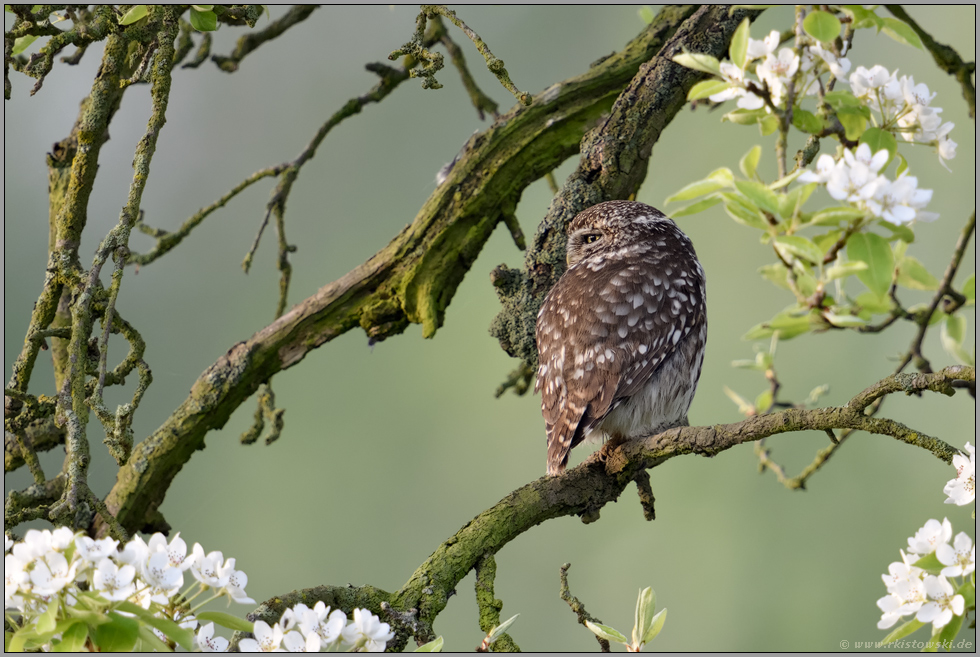 herrliches Licht... Steinkauz *Athene Noctua* auf der Streuobstwiese