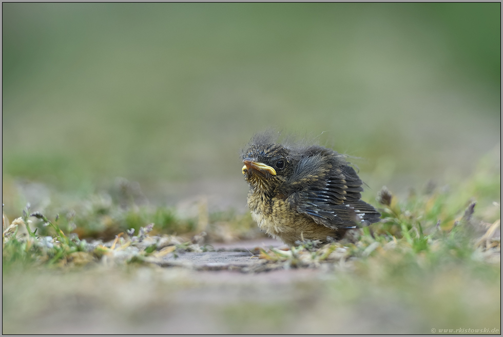 Jungvogel... Rotkehlchen *Erithacus rubecula*, noch nicht flügges Küken, Nestling