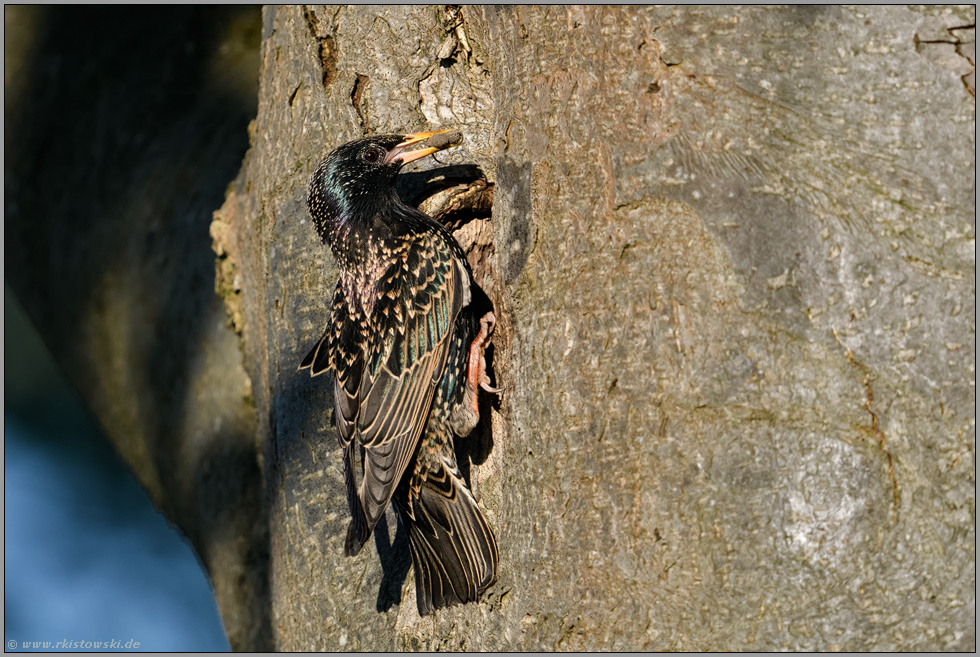 Bestimmungshilfe erwünschtl... Star *Sturnus vulgaris* mit Käferpuppen (?) im Schnabel