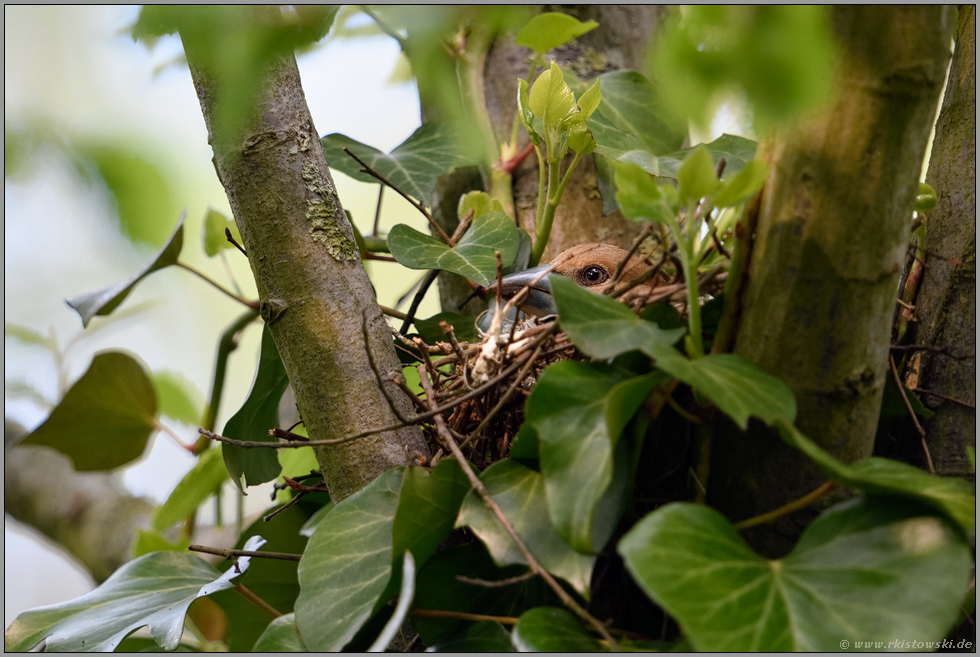 brütend... Kernbeißer *Coccothraustes coccothraustes*, weiblicher Altvogel auf dem Nest