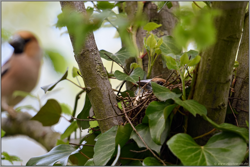 gut versorgt... Kernbeißer *Coccothraustes coccothraustes*, Paar am Nest