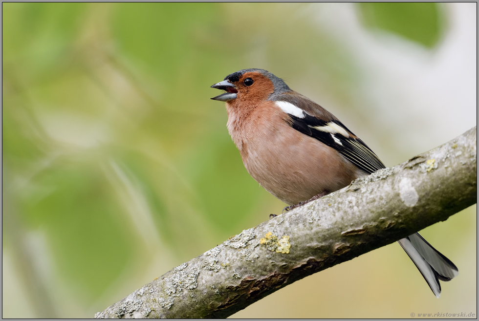 Reviergesang... Buchfink *Fringilla coelebs*, singendes Männchen im Prachtkleid, Sommerkleid