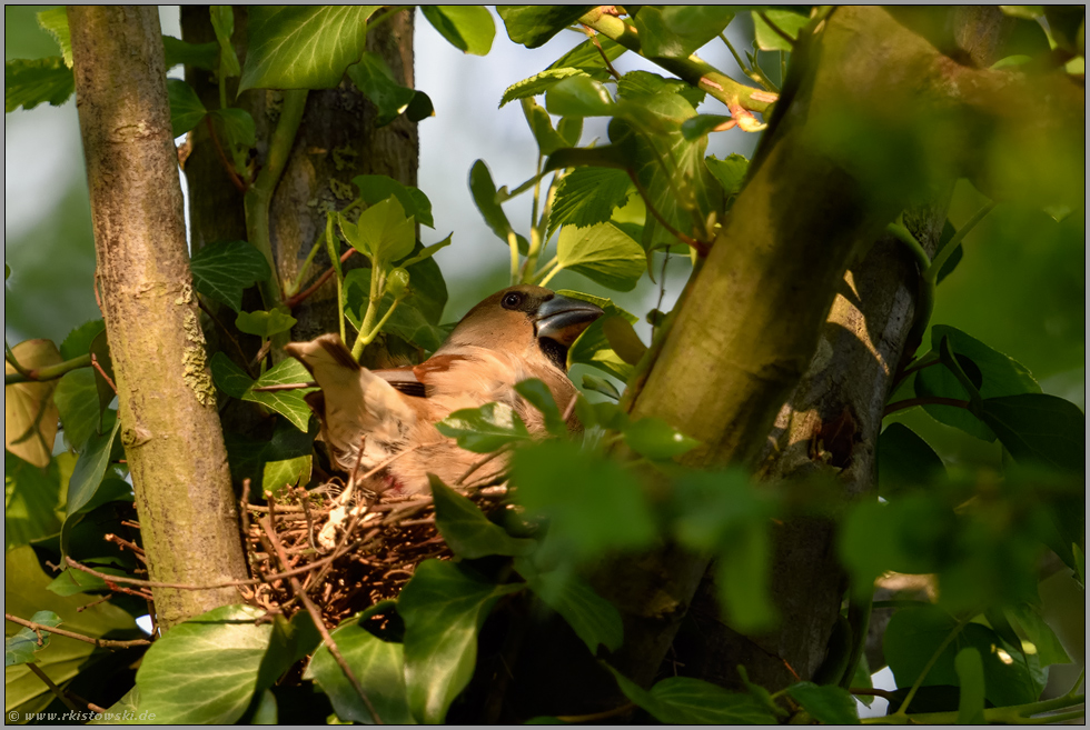 nistend... Kernbeißer *Coccothraustes coccothraustes*, weiblicher Altvogel auf dem Nest