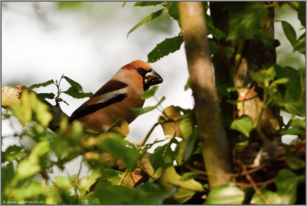 Aufgabenteilung... Kernbeißer *Coccothraustes coccothraustes*, Männchen versorgt Weibchen während der Brutzeit