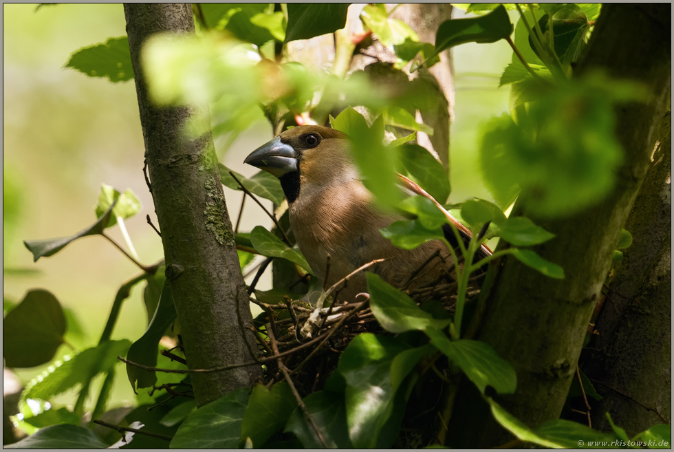 beim Verlassen des Nestes... Kernbeißer *Coccothraustes coccothraustes*, weiblicher Altvogel während der Brutzeit