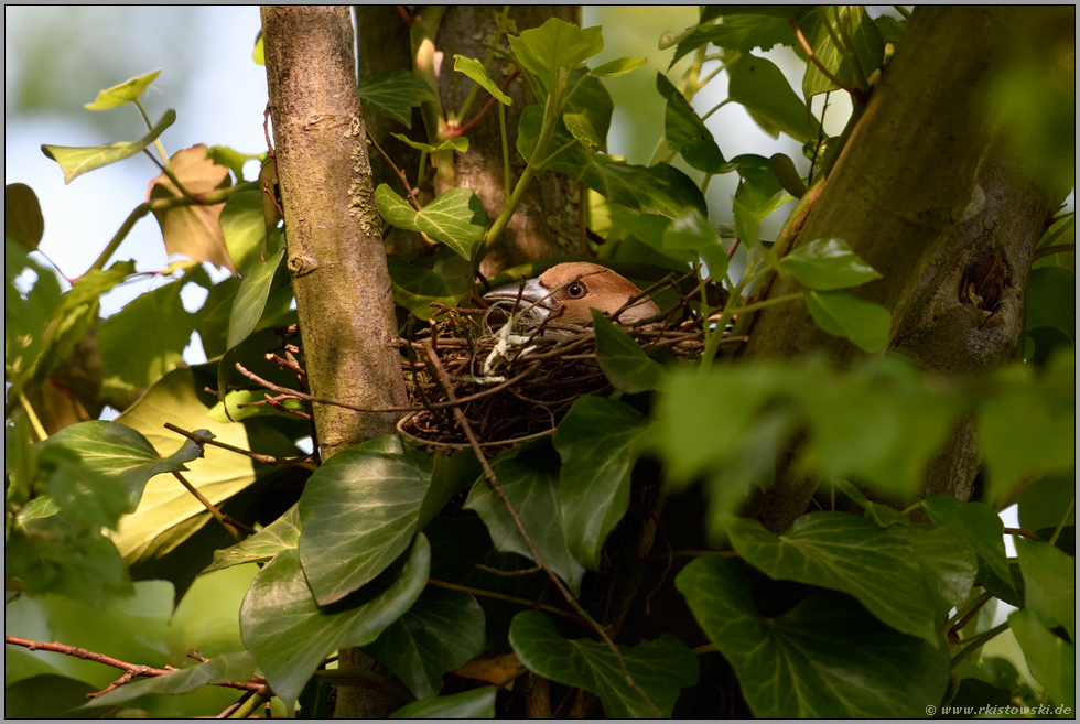 geduldig brütend... Kernbeißer *Coccothraustes coccothraustes*, Weibchen auf dem Nest