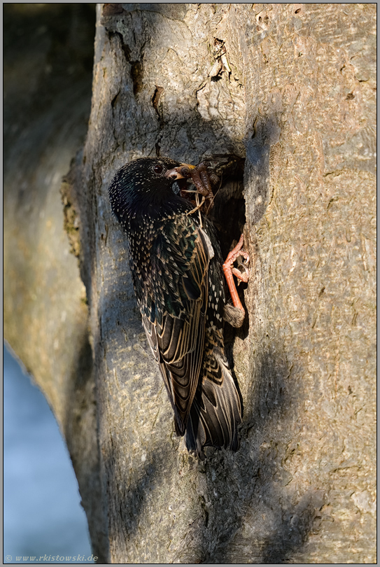 fette Beute... Star *Sturnus vulgaris* vor der Fütterung der Jungvögel