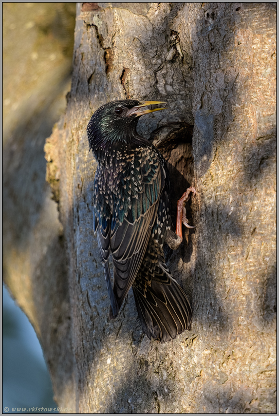 Futter für den Nachwuchs... Star *Sturnus vulgaris* am Eingang zur Bruthöhle