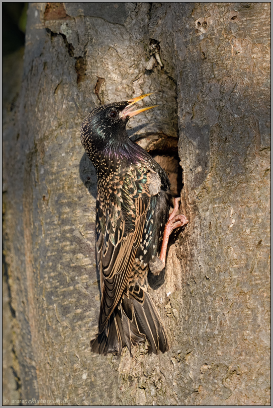 mit Eifer bei der Sache... Star *Sturnus vulgaris*, Altvogel an der Nisthöhle