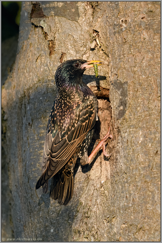 mit einer Raupe im Schnabel... Star *Sturnus vulgaris* am Eingang zur Nisthöhle