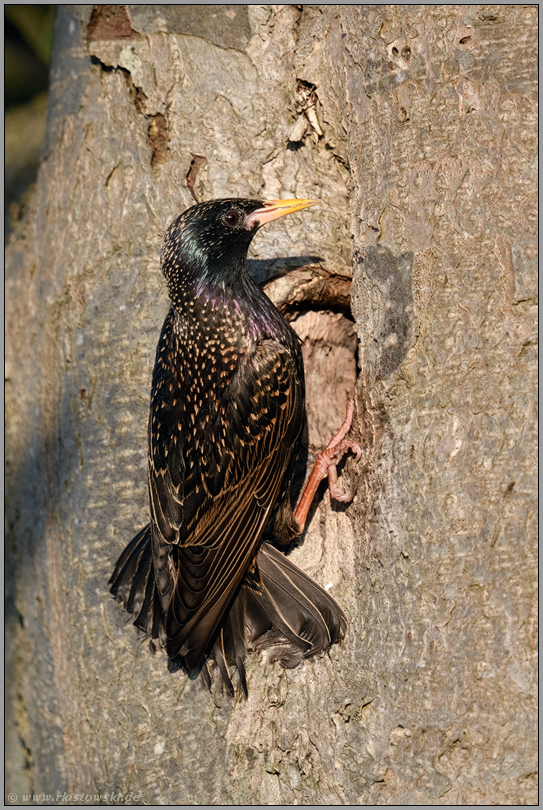 Stützfedern... Star *Sturnus vulgaris*, Altvogel im Abendlicht an der Bruthöhle