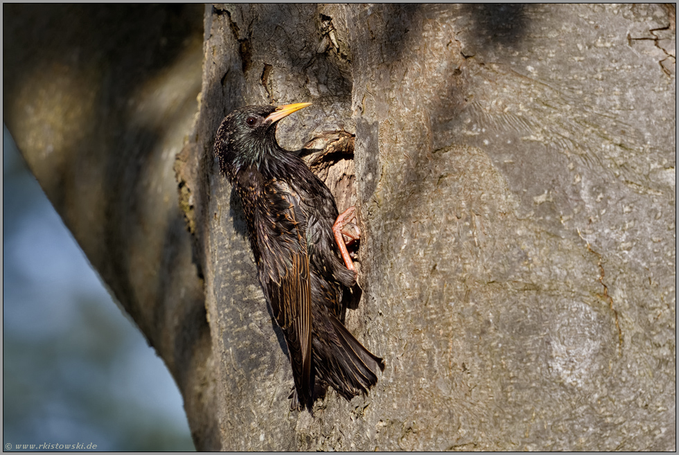 an der Nisthöhle... Star *Sturnus vulgaris* am Eingang zur Bruthöhle