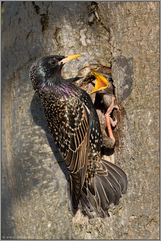 Fütterung der Jungvögel... Star *Sturnus vulgaris* an der Bruthöhle