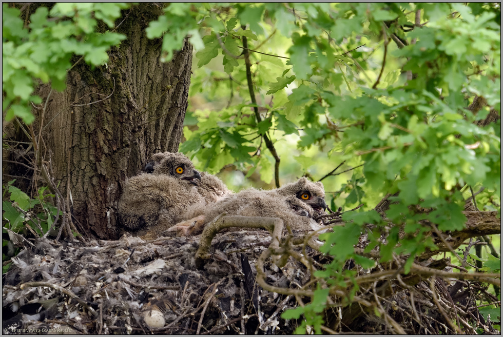 auf dem alten Habichthorst... Europäischer Uhu *Bubo bubo*, Uhuhorst, Uhubrutplatz mit vier Jungvögeln im Wald