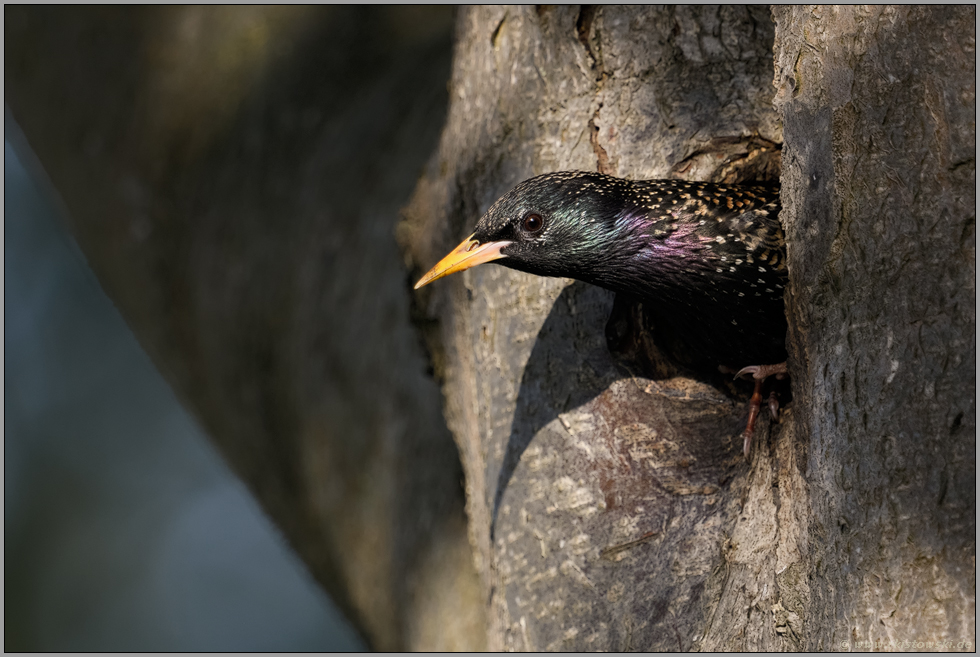 Schwedische Mehlbeere... Star *Sturnus vulgaris*, Altvogel beim Verlassen der Bruthöhle