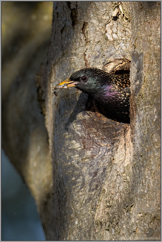 Kotballen im Schnabel... Star *Sturnus vulgaris*, Altvogel reinigt die Bruthöhle