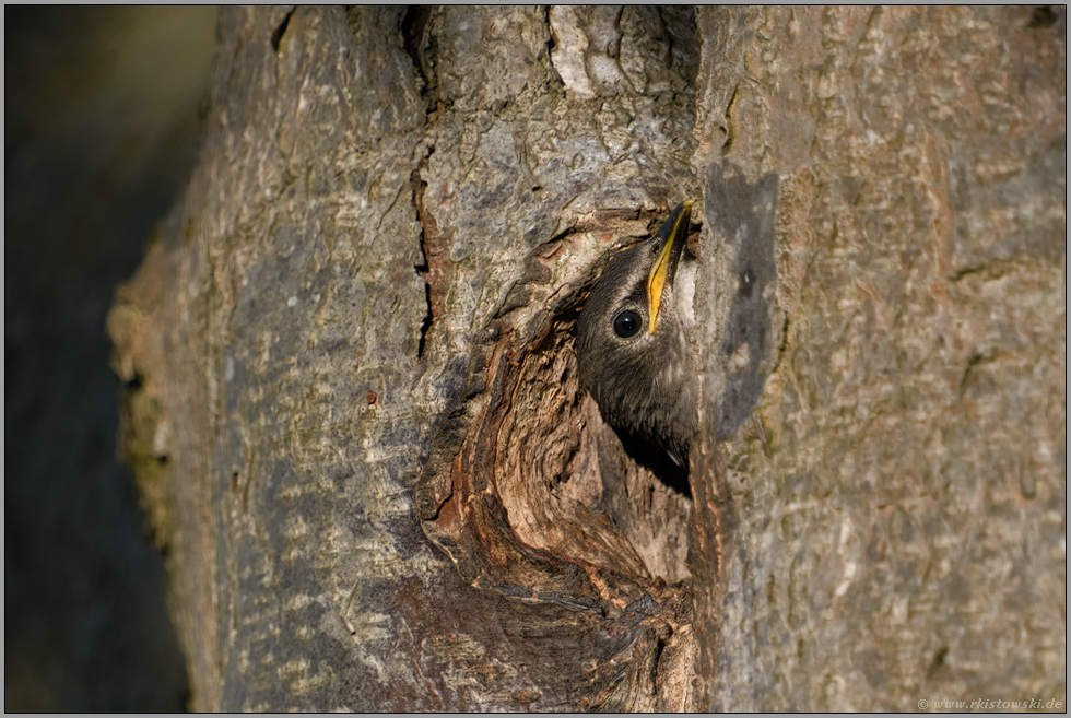 die Welt entdecken... Star *Sturnus vulgaris*, Jungvogel verdreht den Kopf, schaut sich um