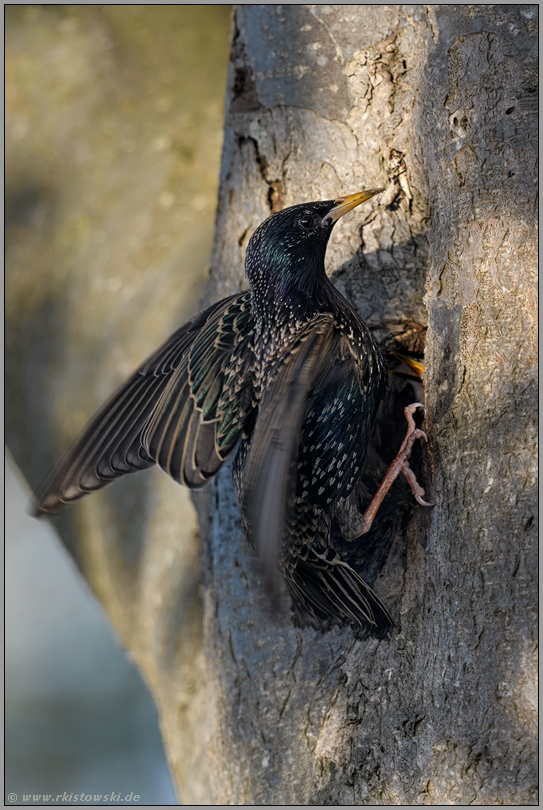 schwierige Landung... Star *Sturnus vulgaris* beim Anflug an der Bruthöhle