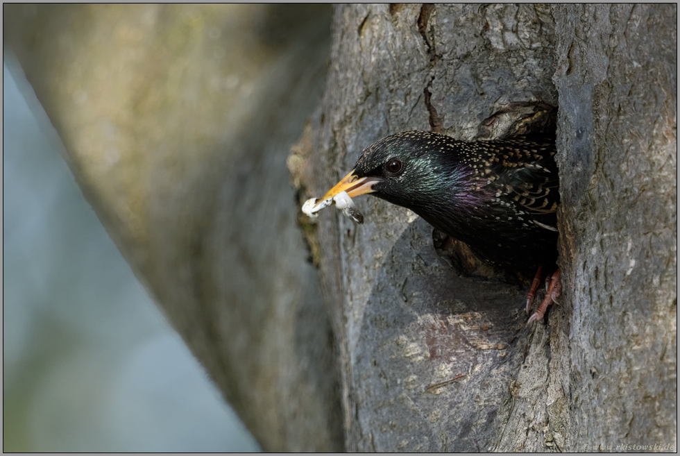 auf Sauberkeit bedacht... Star *Sturnus vulgaris*, Altvogel trägt Kotballen aus Nisthöhle