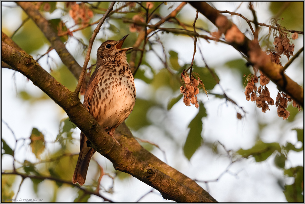 Frühlingsgesang... Singdrossel *Turdus philomelos* hoch oben im Gebüsch