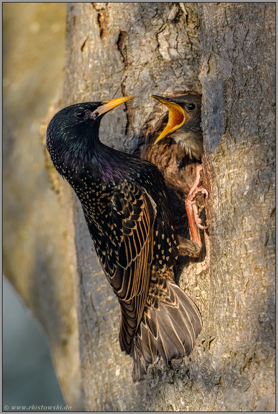 ziemlich hungrig... Star *Sturnus vulgaris*, Jungvogel sperrt Altvogel an, will gefüttert werden