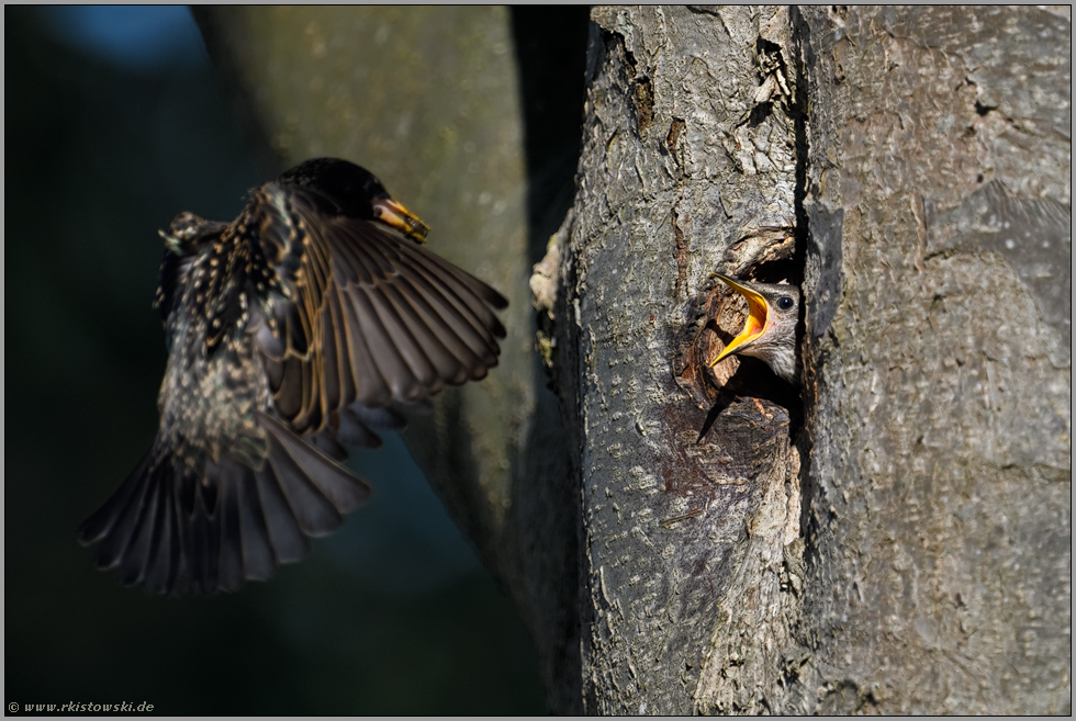 sehnsüchtig erwartet... Star *Sturnus vulgaris*, Altvogel kommt zur Fütterung an die Bruthöhle