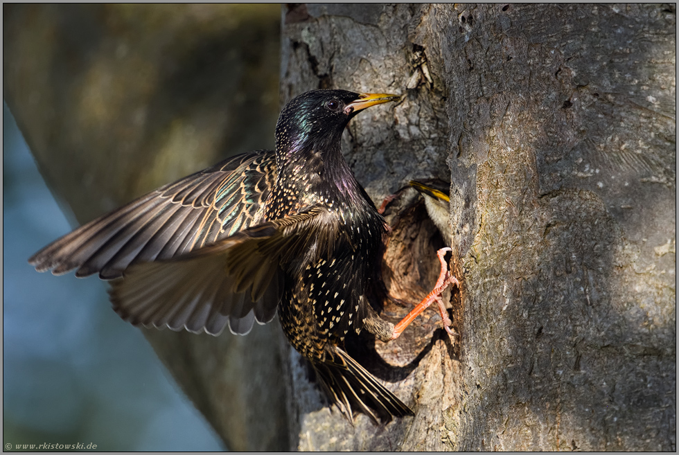 der Anflug... Star *Sturnus vulgaris* füttert Jungvogel an der Bruthöhle