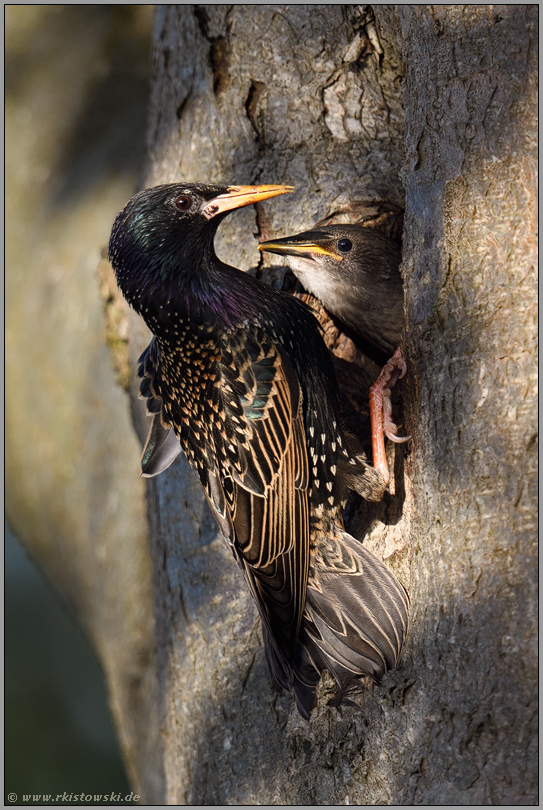 fast geschafft... Star *Sturnus vulgaris* lockt Jungvogel aus der Bruthöhle