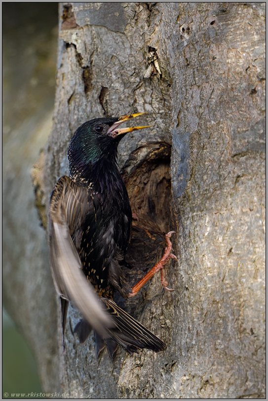 blitzschnell... Star *Sturnus vulgaris*, Altvogel fliegt Bruthöhle ab