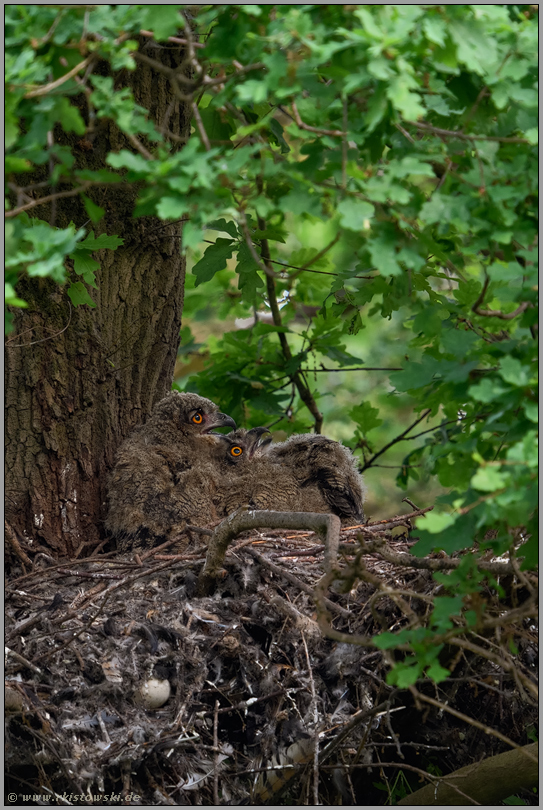 Temperaturausgleich... Europäischer Uhu *Bubo bubo*, hechelnde Jungvögel