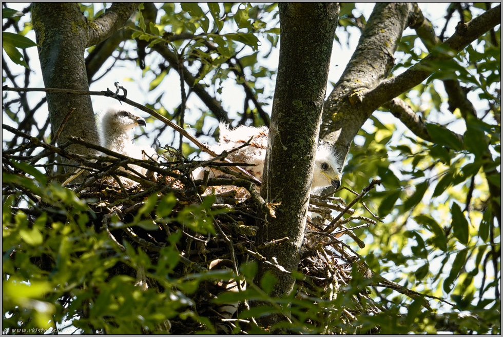 am Rotmilanhorst... Rotmilan *Milvus milvus*, 2 forsche Jungvögel, Nestlinge