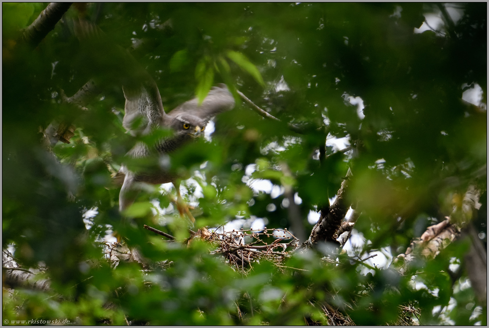 wer findet das Küken... Habicht *Accipiter gentilis* fliegt vom Horst ab