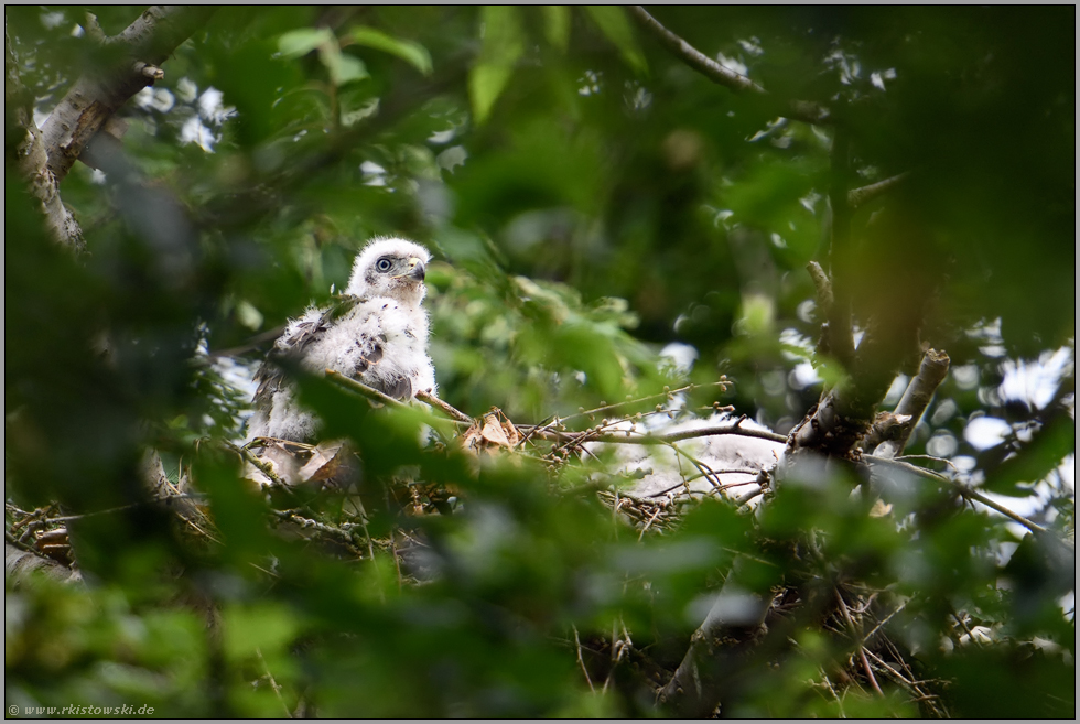 versteckt in den Baumkronen... Habicht *Accipiter gentilis*, Habichtküken, Nestling auf dem Horst