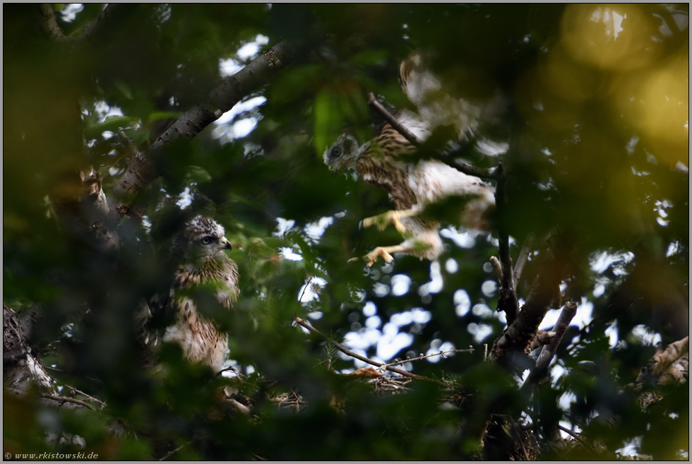 Flattersprünge... Habicht *Accipiter gentilis*, Habichtnestling trainiert Beweglichkeit, Geschick und Flugmuskulatur