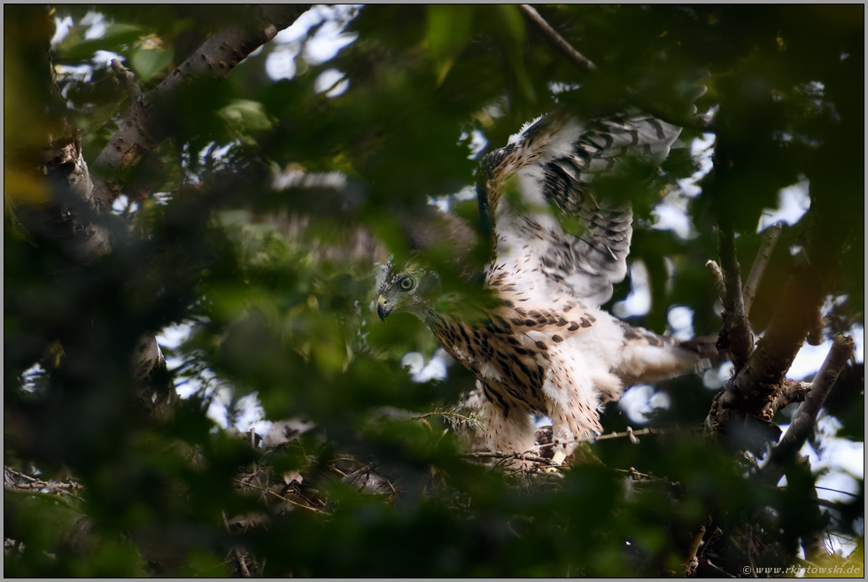 Flügelschläge... Habicht *Accipiter gentilis*, Habichtnestling trainiert Beweglichkeit und Flugmuskulatur