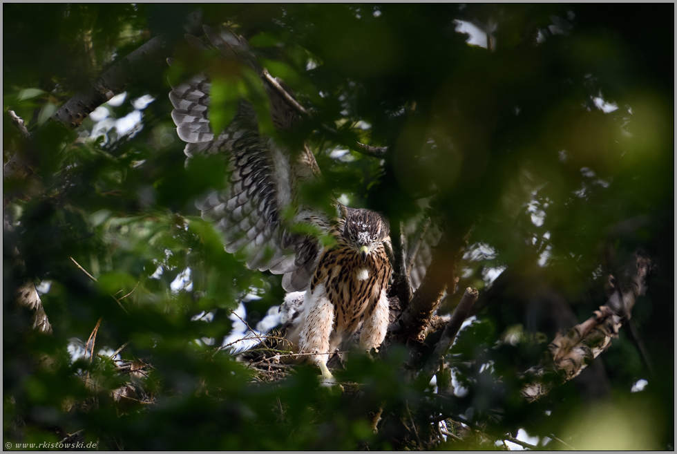 Federhosen... Habicht *Accipiter gentilis*, Rothabicht reckt die Flügel, trainiert Beweglichkeit und Flugmuskulatur
