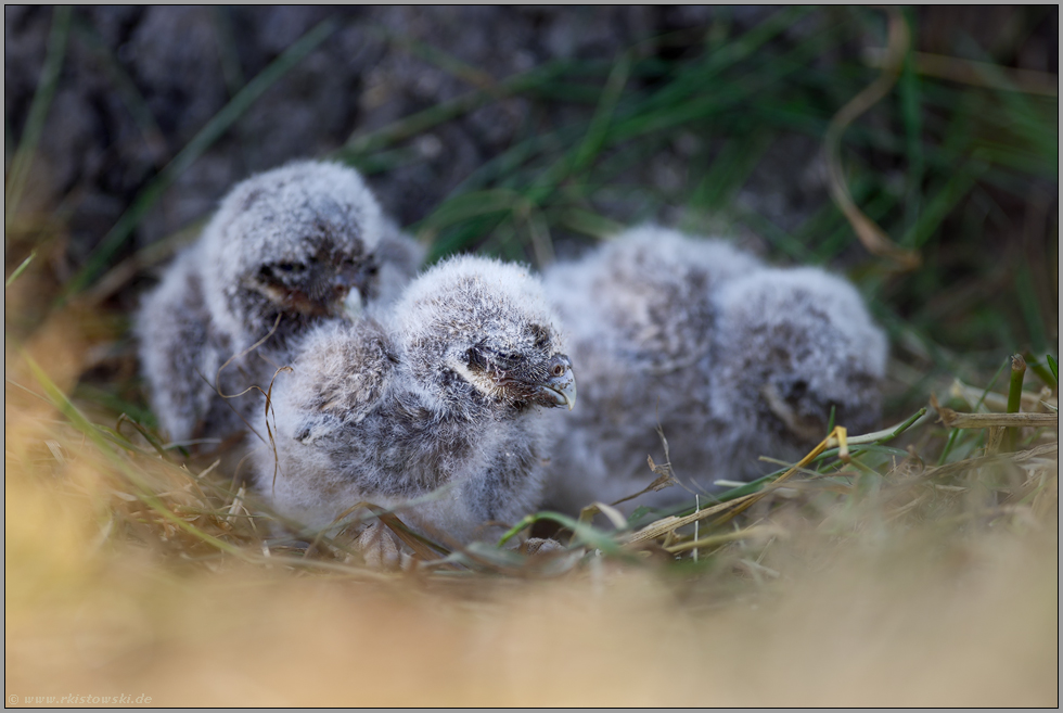 klein und hilflos... Steinkauz *Athene noctua*, Küken, Steinkauznestlinge, wenige Wochen alt