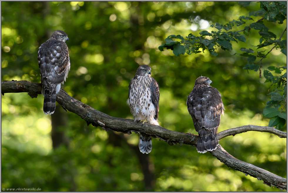 zu dritt... Habicht *Accipiter gentilis*, drei Jungvögel, Geschwister sitzen beieinander