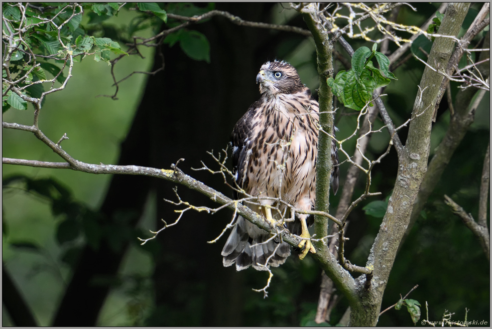 flügge... Habicht *Accipiter gentilis*, Jungvogel im Gebüsch am Waldrand