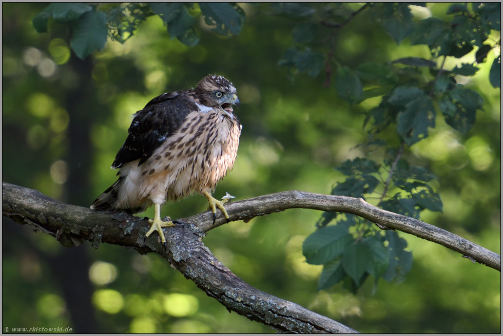 erbost... Habicht *Accipiter gentilis*, flügger Jungvogel ruft laut in den Wald hinein