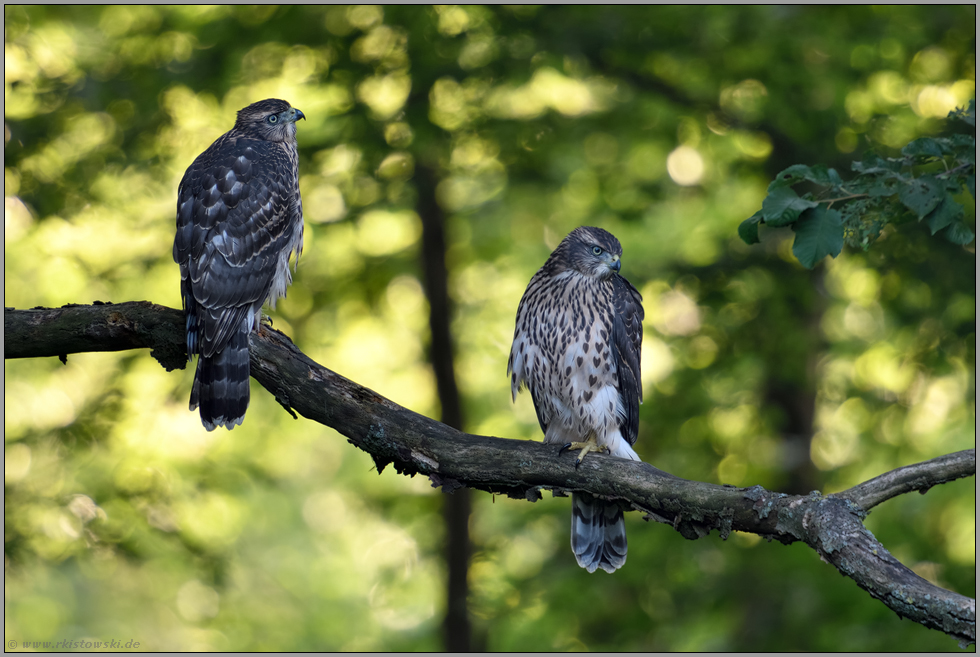 Geschwister... Habicht *Accipiter gentilis*, zwei junge Habichte nebeneinander auf einem morschen Querast im Wald