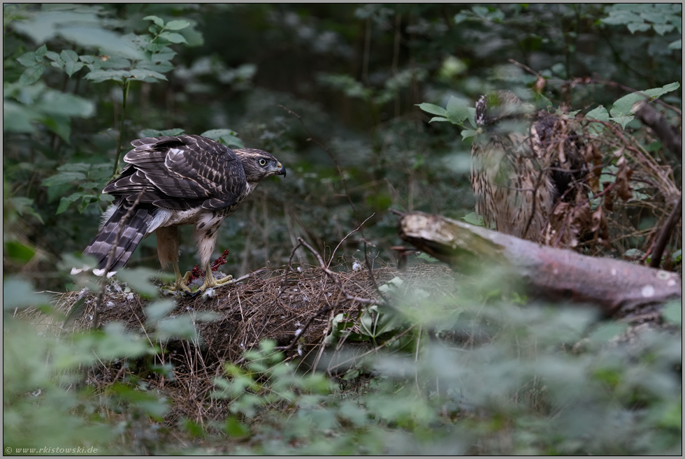 einer schaut zu... Habicht *Accipiter gentilis*, Jungvögel am Rupfplatz, Rothabicht frisst Beute