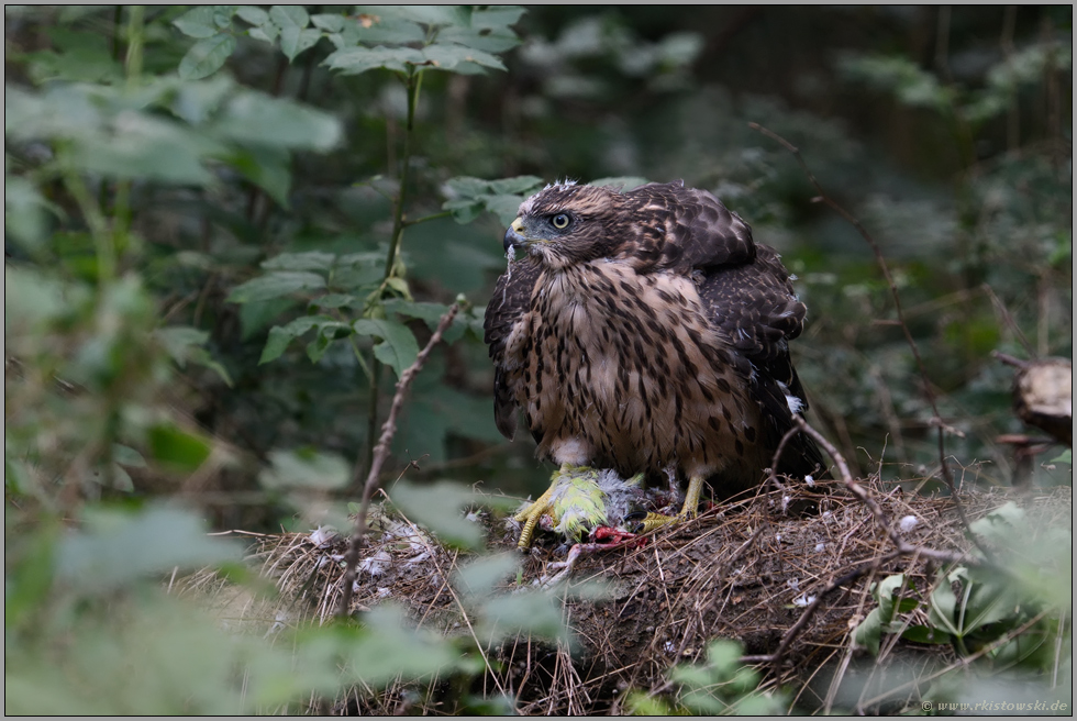 am Rupfplatz... Habicht *Accipiter gentilis*, Jungvogel sitzt am Waldboden auf Beute, frisst