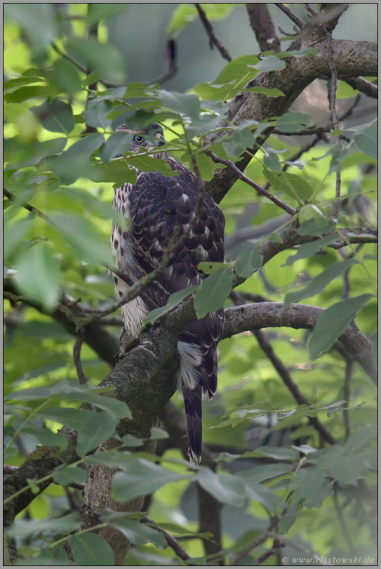 leben im Verborgenen... Habicht *Accipiter gentilis*, Jungvogel versteckt im Laubwerk einer Walnuss