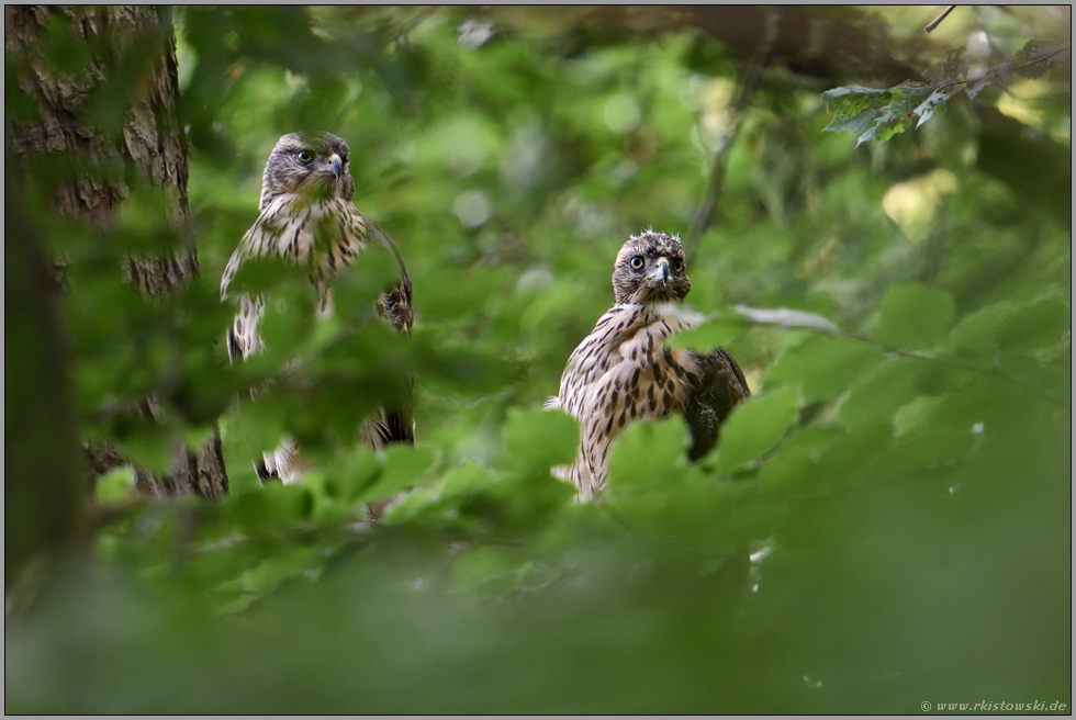 mitten im Wald... Habicht *Accipiter gentilis*, zwei Jungvögel versteckt zwischen dem Laub und den Ästen der Bäume