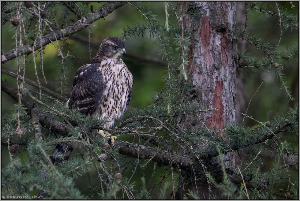in einer Lärche... Habicht *Accipiter gentilis*, Jungvogel beobachtet gespannt das Geschehen um ihn herum