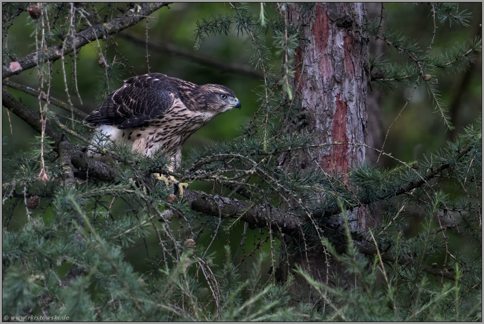 Jagdeifer... Habicht *Accipiter gentilis*, Jungvogel beobachtet vom Ansitz aus potentielle Beute