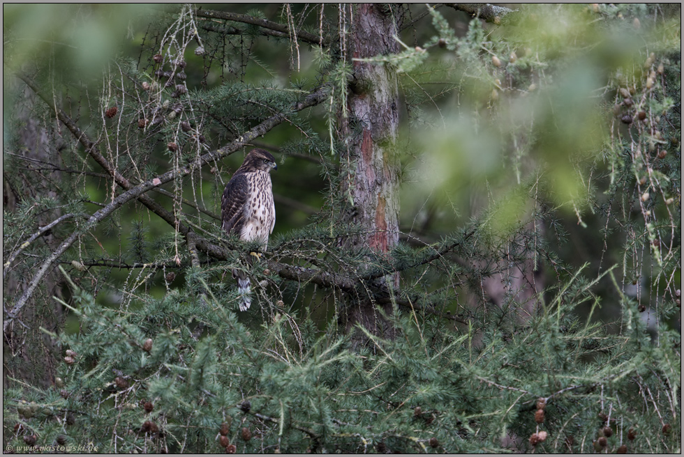 im Geäst einer Lärche... Habicht *Accipiter gentilis*, flügger Jungvogel, Rothabicht