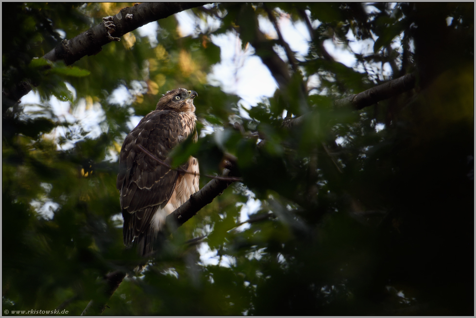 Himmelsstürmer... Habicht *Accipiter gentilis*, flügger Jungvogel, Rothabicht in den Baumkronen